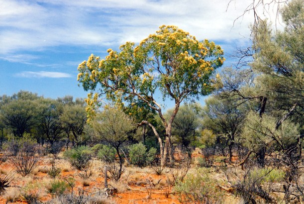09-30-2001 bush yowah.jpg