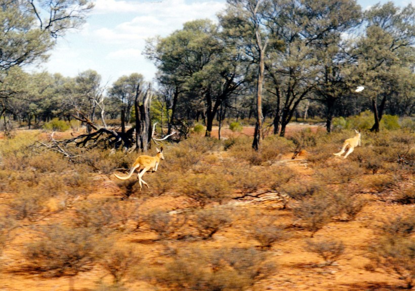 09-30-2001 Duck Ck road and roos.jpg