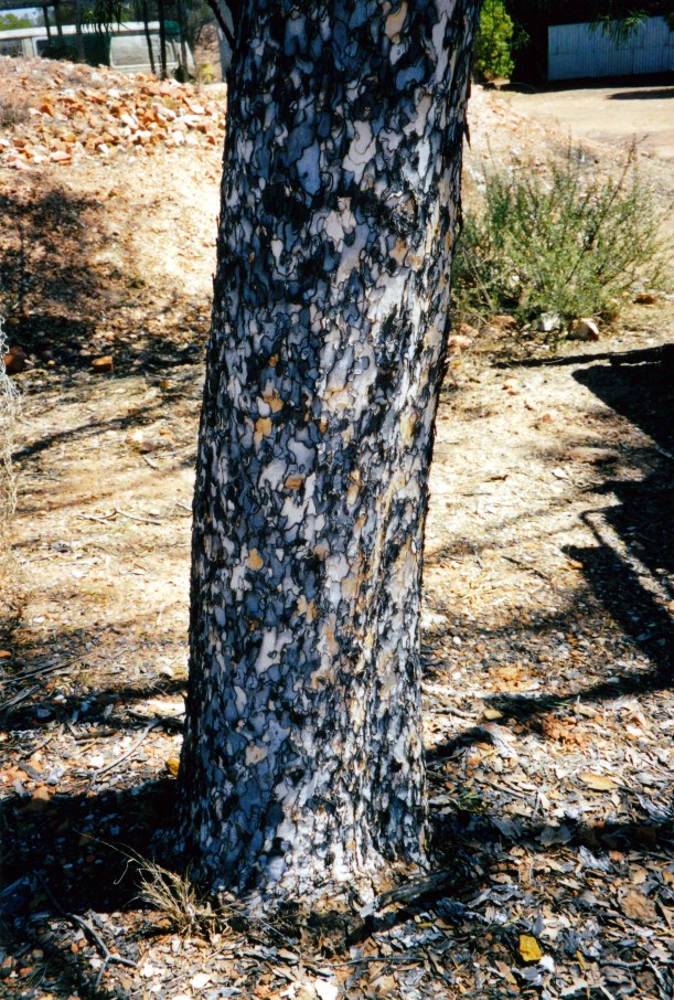 09-30-2001 leopardwood.jpg