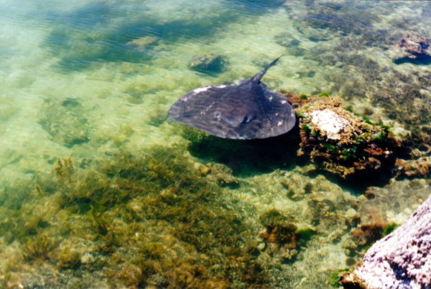 12-09-2000 02 The Ledge stingray.jpg