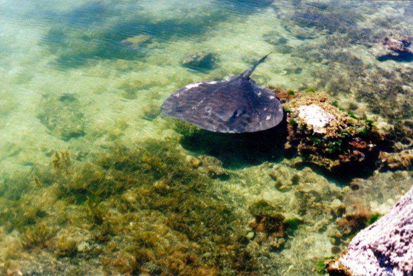 12-09-2000 02 The Ledge stingray.jpg