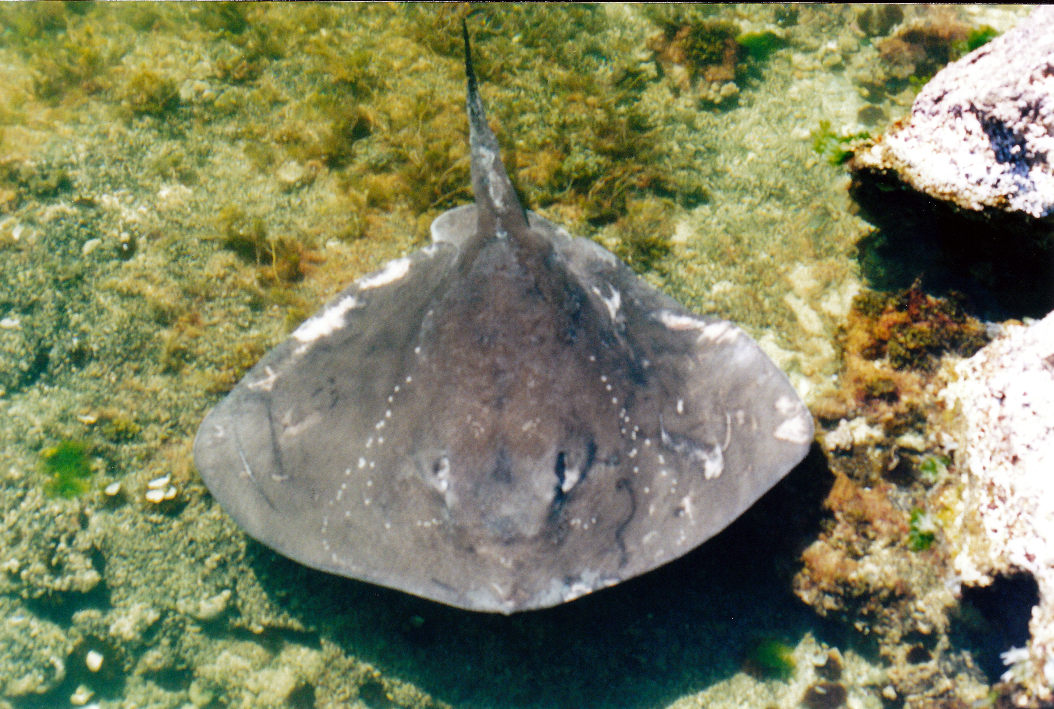 12-09-2000 03 stingray.jpg