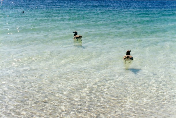 12-09-2000 paddling hard.jpg