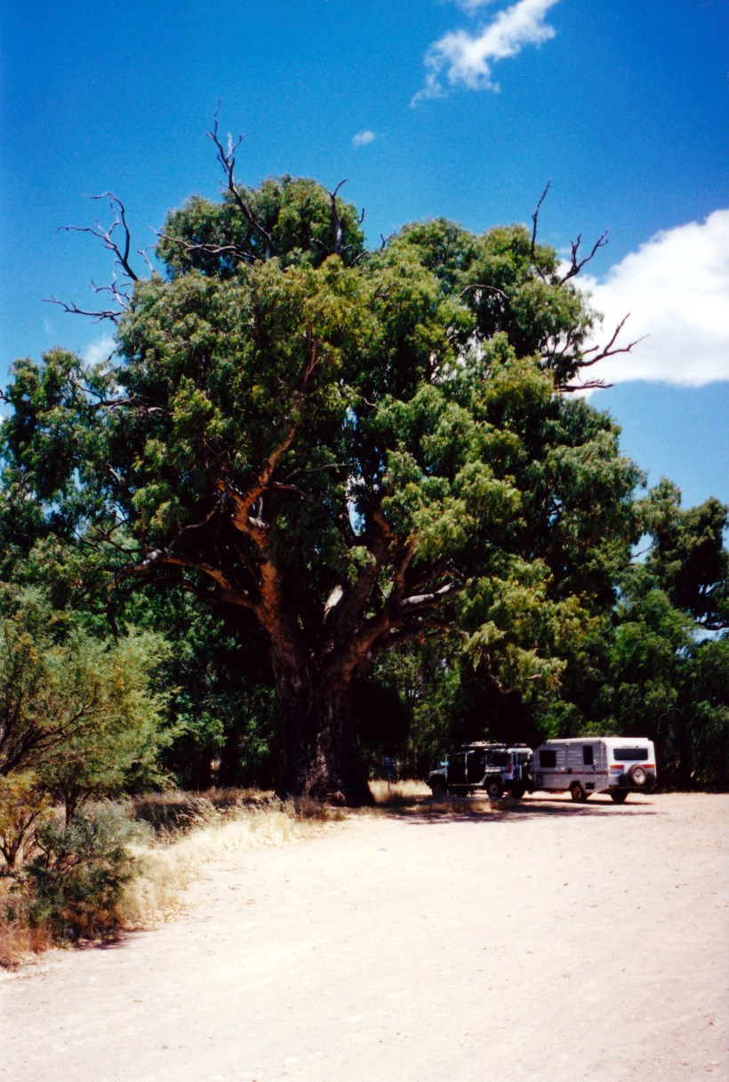 12-12-2000 tree.jpg