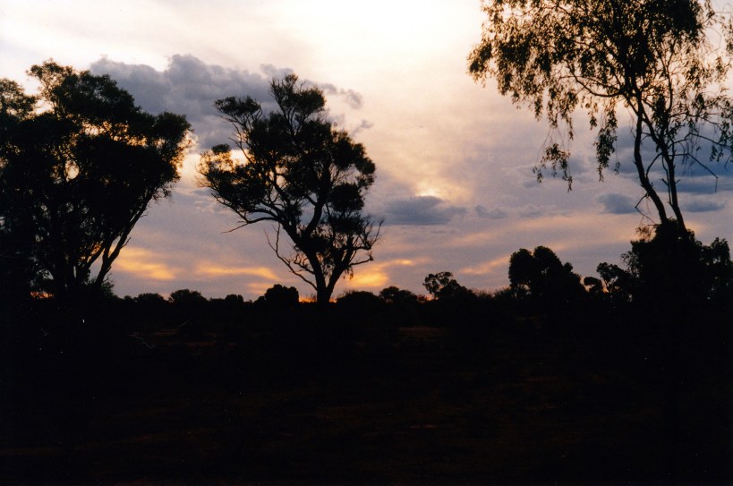 04-12-2002 leopardwood dusk.jpg