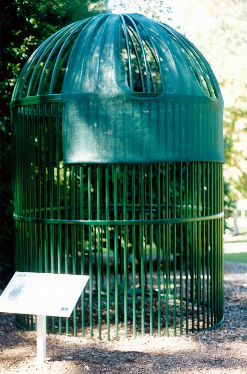 Resize of 04-21-2002 wollemi pine.jpg