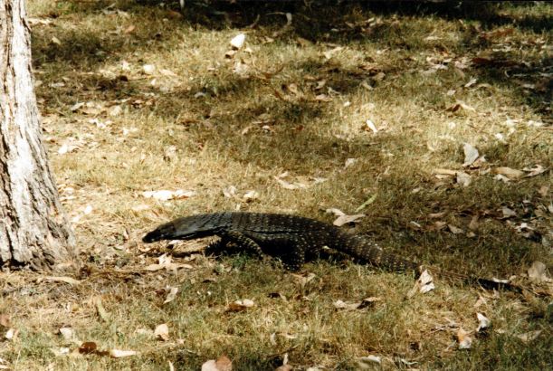 Resize of 04-29-2002 05 Carnarvon Gorge local.jpg