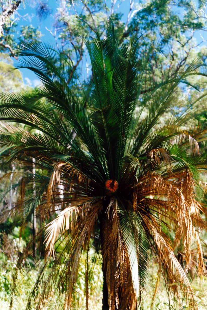 Resize of 04-30-2002 06 macrozamia.jpg