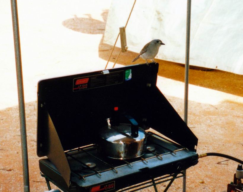 Resize of 05-17-2002 grey shrike thrush.jpg