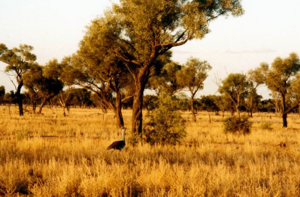 Resize of 05-24-2002 plains turkey