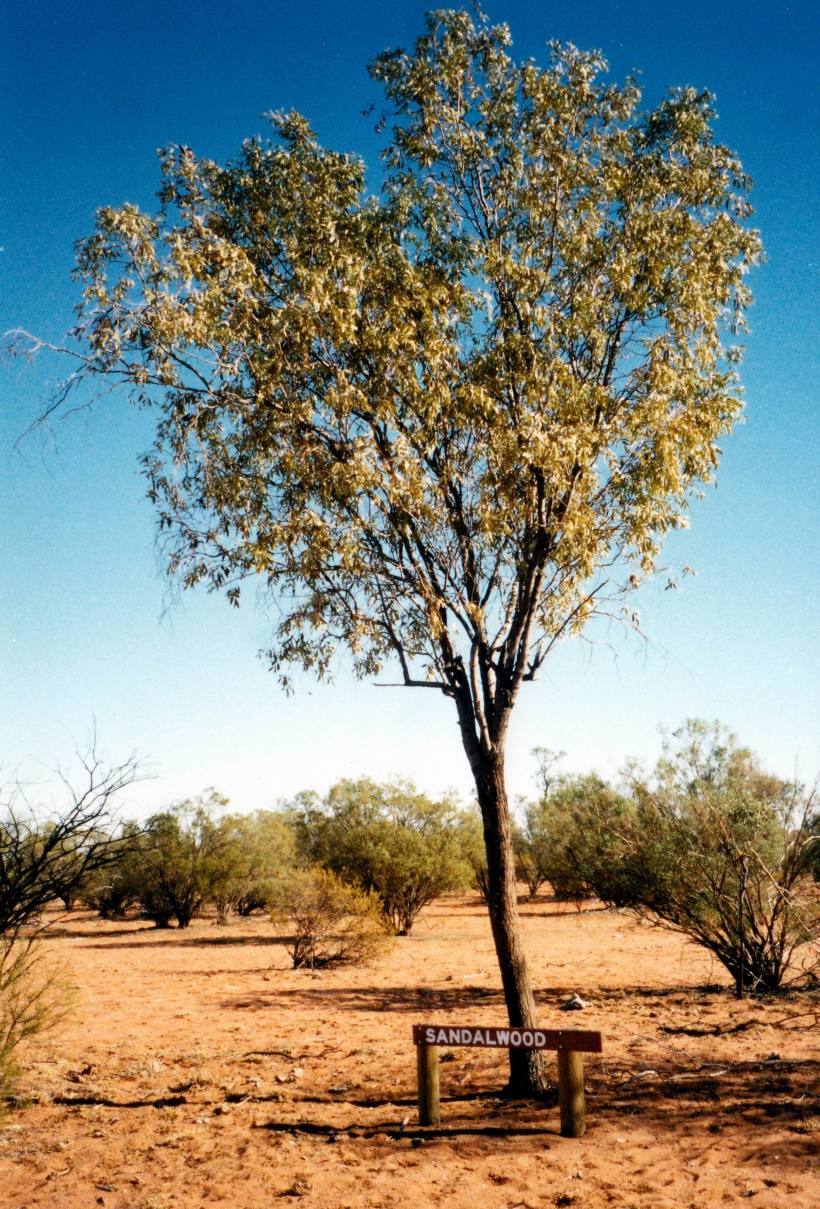 Resize of 05-28-2002 sandalwood.jpg