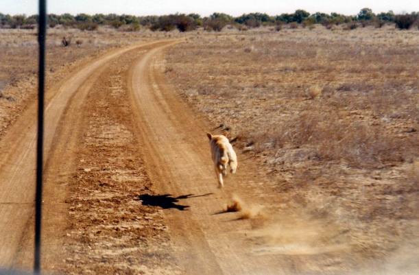 Resize of 05-31-2002 02 Diamantina nature drive and dingo