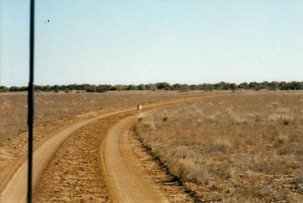 Resize of 05-31-2002 dingo dust.jpg