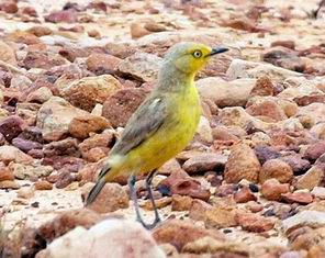 Resize of 05-31-2002 gibber bird.JPG