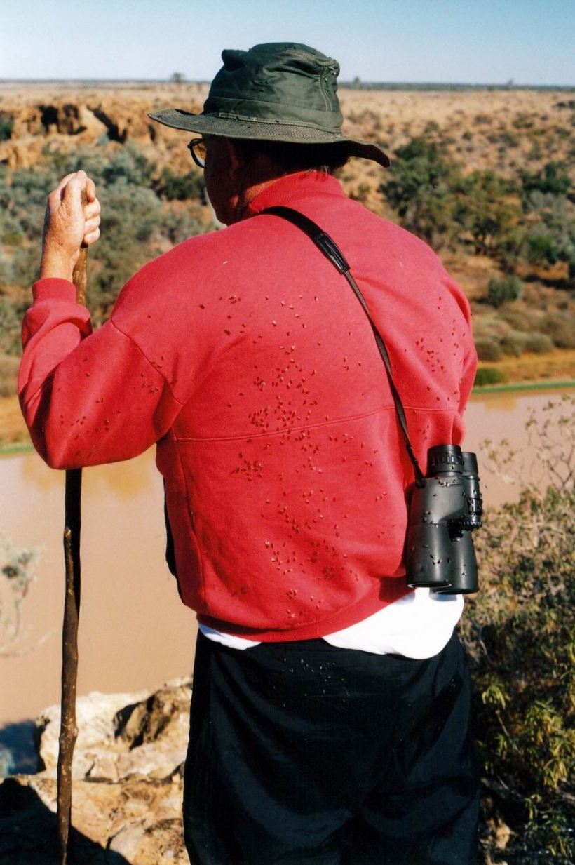 Resize of 06-01-2002 05 bush flies