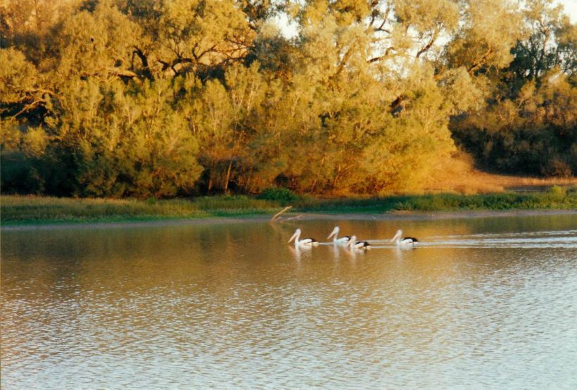 Resize of 06-02-2002 pelicans.jpg