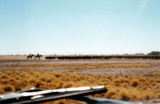 Resize of 06-03-2002 02 cattle muster on Canary Station