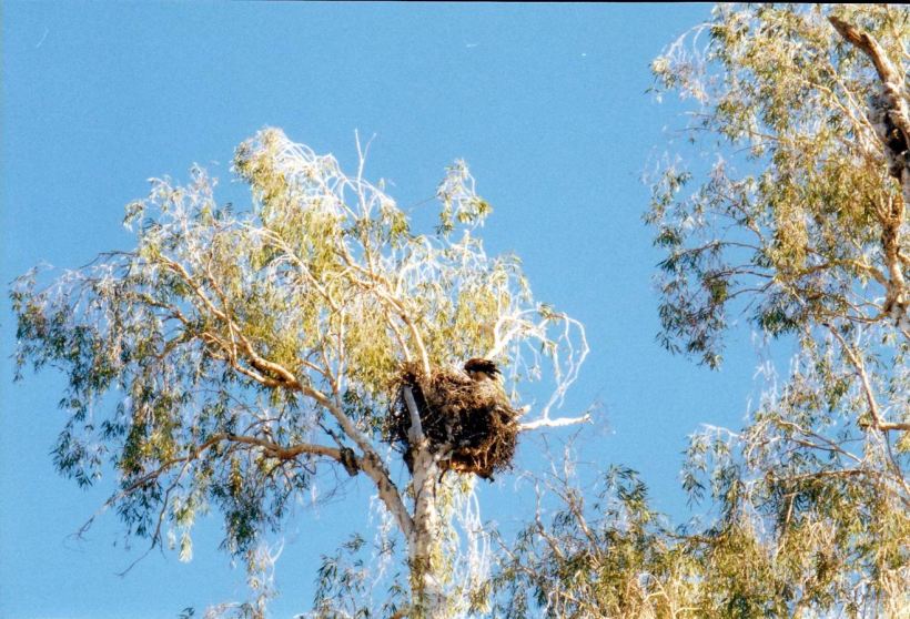 Resize of 06-11-2002 02 baby Huey getting ready to fly