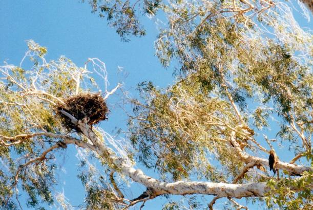 Resize of 06-11-2002 03 Baby Huey wondering what to do next