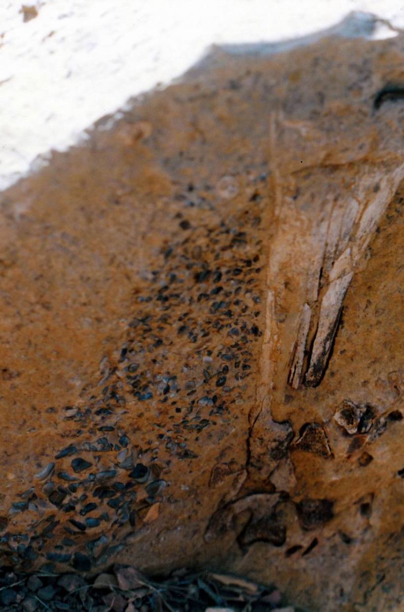 Resize of 06-16-2002 07 big bird fossil remains gizzard stones