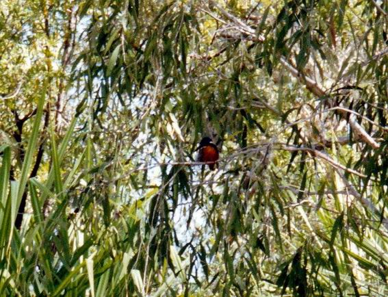 Resize of 06-16-2002 14 kingfisher Gregory ford.jpg