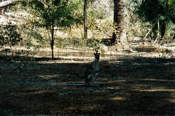 Resize of 07-07-2002 01 agile wallaby in Grove.jpg