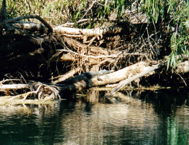 Resize of 07-20-2002 03 freshie croc Adels