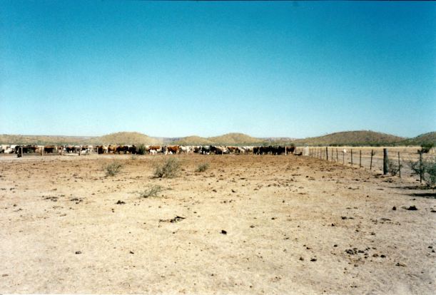 Resize of 08-02-2002 07 cow corner Lawn Hill Station.jpg