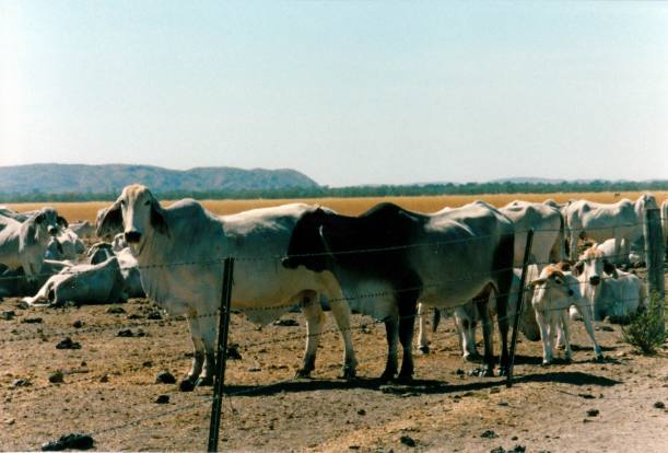 Resize of 08-02-2002 08 Lawn Hills cows