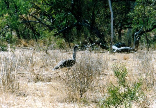 Resize of 08-02-2002 09 plains wanderer bustard.jpg