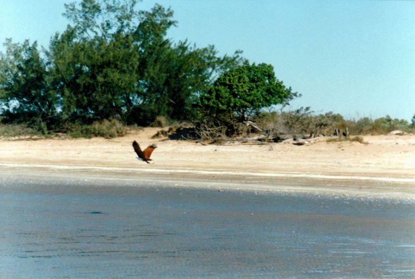 Resize of 08-24-2002 08 osprey at Tully Inlet