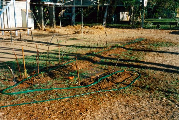 Resize of 08-31-2002 02 Johns Doomadgee veg patch.jpg