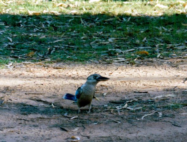 Resize of 09-15-2002 01 blue wing kooka.jpg