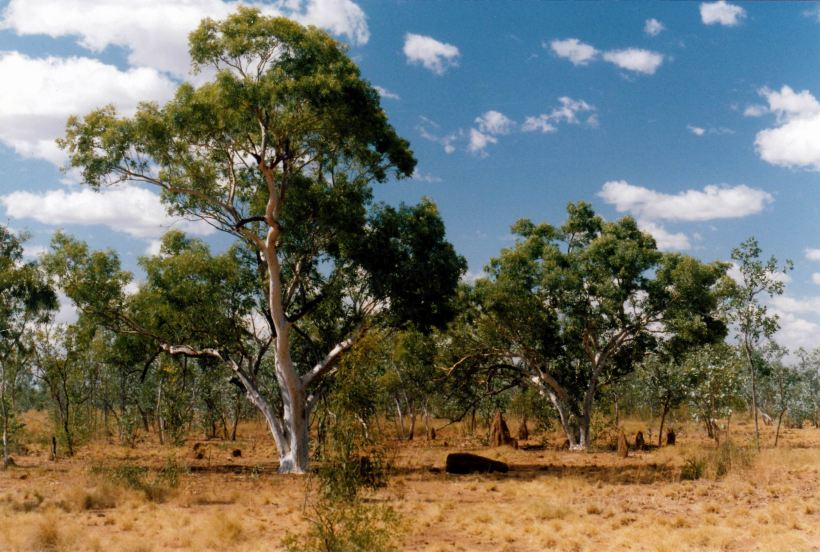 Resize of 09-16-2002 03 typical Gulf country woodland.jpg