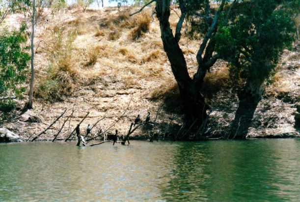 Resize of 09-17-2002 birds