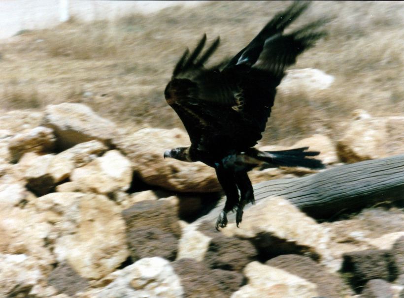Resize of 09-08-2002 15 wedge tailed eagle near Escott.jpg