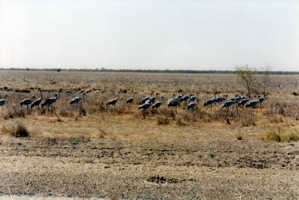 Resize of 09-30-2002 04 brolgas on Karumba road