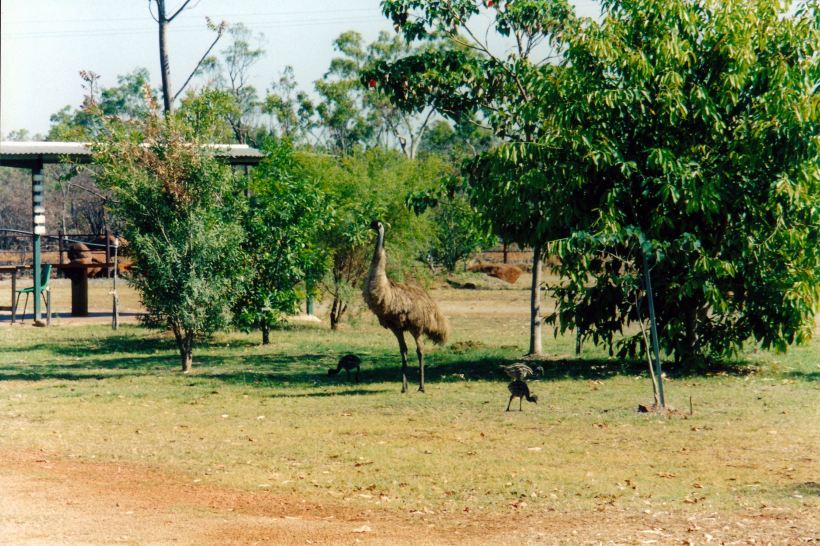Resize of 10-04-2002 02 daddy emu Bedrock Village.jpg