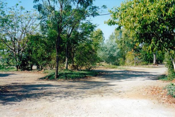 Resize of 10-04-2002 bushes grown at BV.jpg