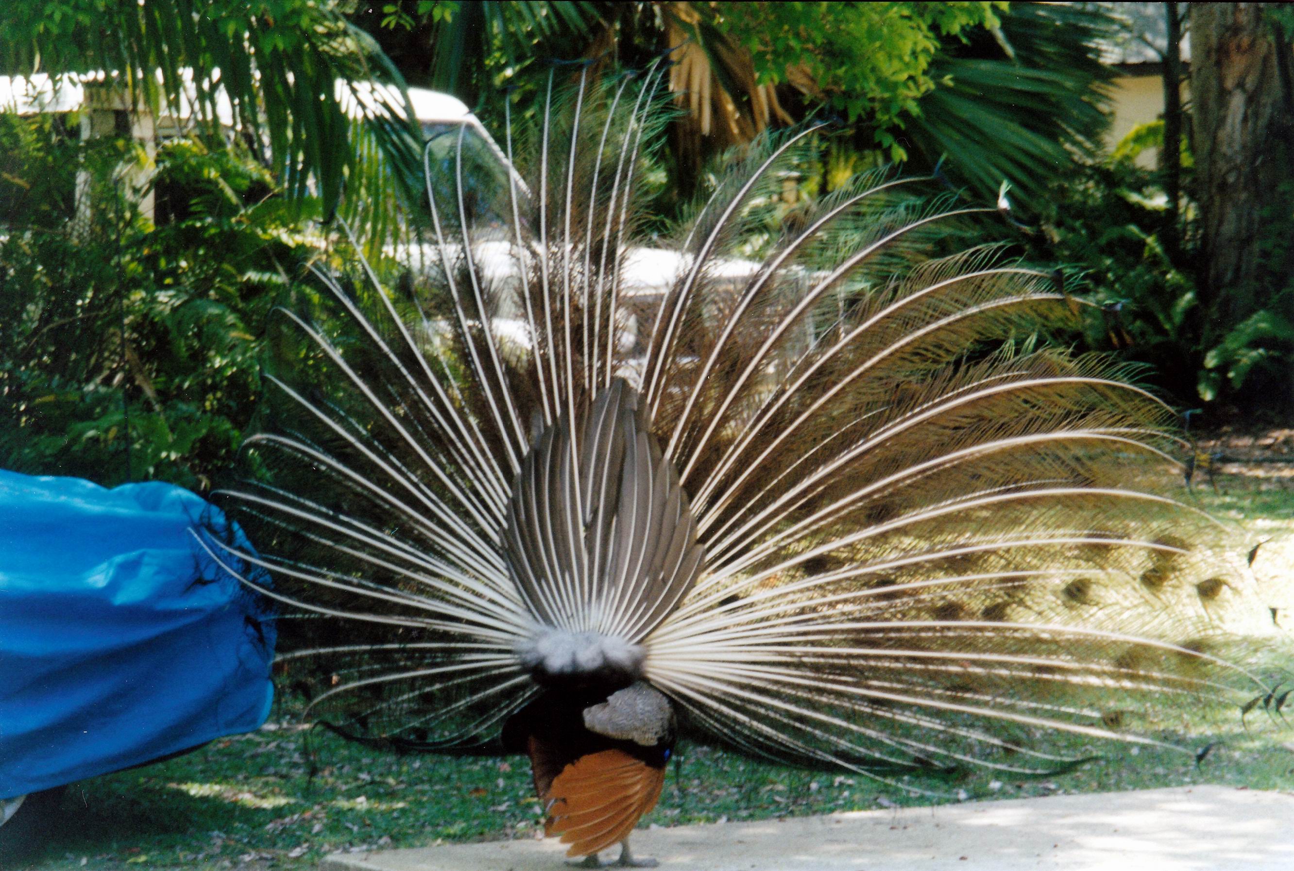 Resize of 10-23-2002 peacock threatened by blue tarp.jpg