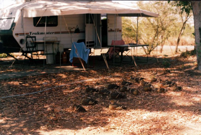 Resize of 10-29-2002 Bucasia Beach CP Mackay and plumed whistling ducks.jpg