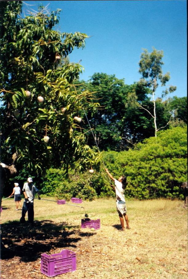 Resize of 11-11-2002 01 picking mangoes Giru.jpg