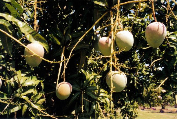 Resize of 11-11-2002 02 ripe mangoes Giru
