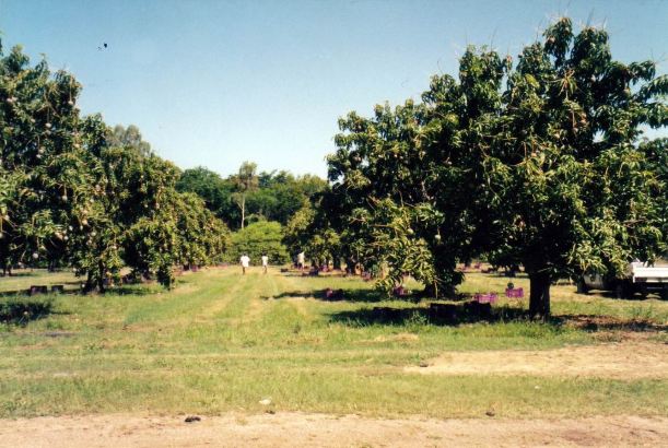 Resize of 11-11-2002 mango orchard.jpg