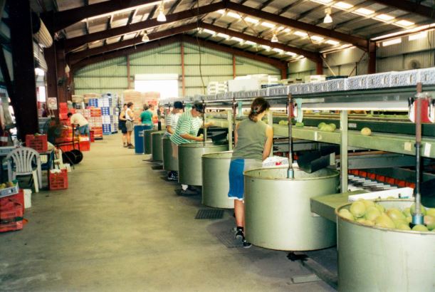 Resize of 11-24-2002  03  wendy packing mangoes.jpg