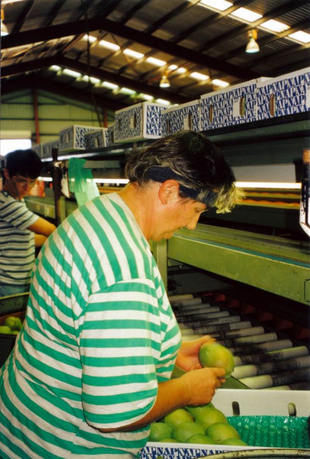 Resize of 11-24-2002 04 mango packer.jpg