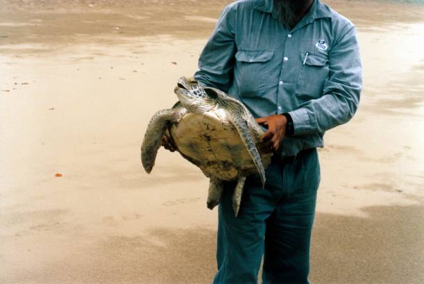 Resize of 12-11-2002 01 turtle rescue .jpg