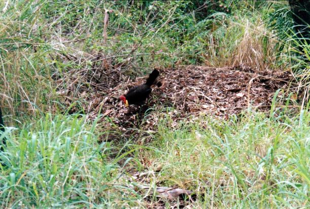 Resize of 12-11-2002 08 bush turkey at work 1770.jpg