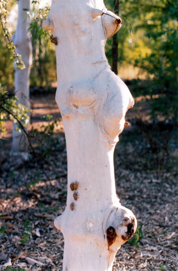 Resize of 04-27-2003 snappy gum and shells