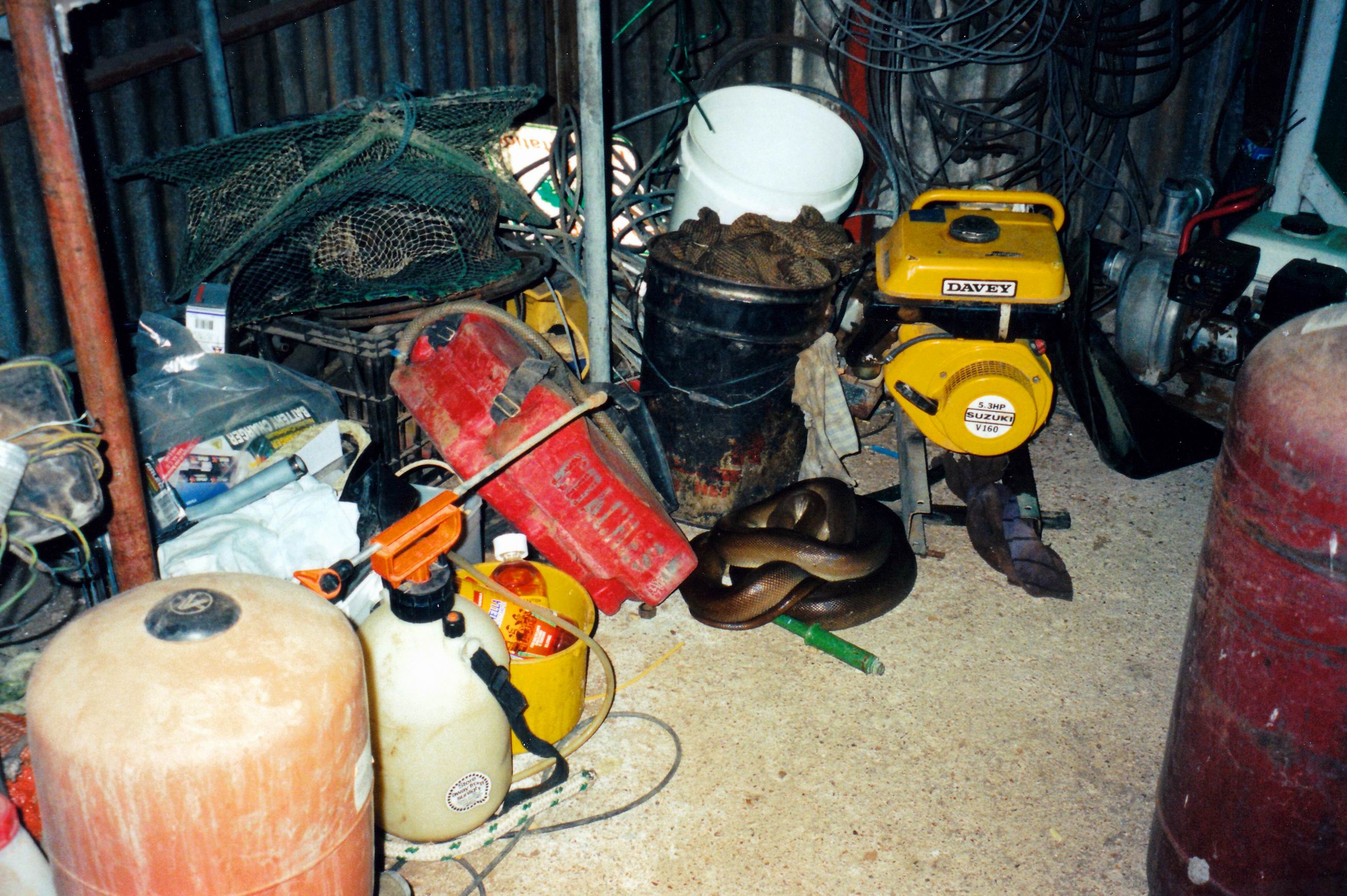 Resize of 05-17-2003 olive python in shed.jpg